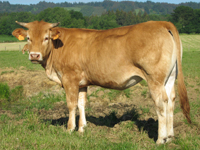 Rubia Gallega